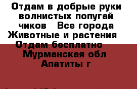 Отдам в добрые руки волнистых попугай.чиков - Все города Животные и растения » Отдам бесплатно   . Мурманская обл.,Апатиты г.